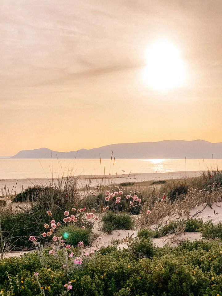 Beach Sunset With Pink Flowers And Mountains wallpapers