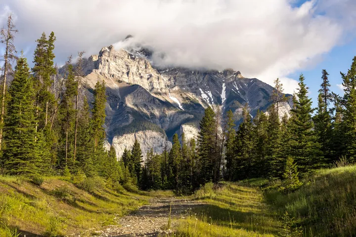 A dirt road winding through a grassy field with trees on either side, leading up to a majestic mountain in the background