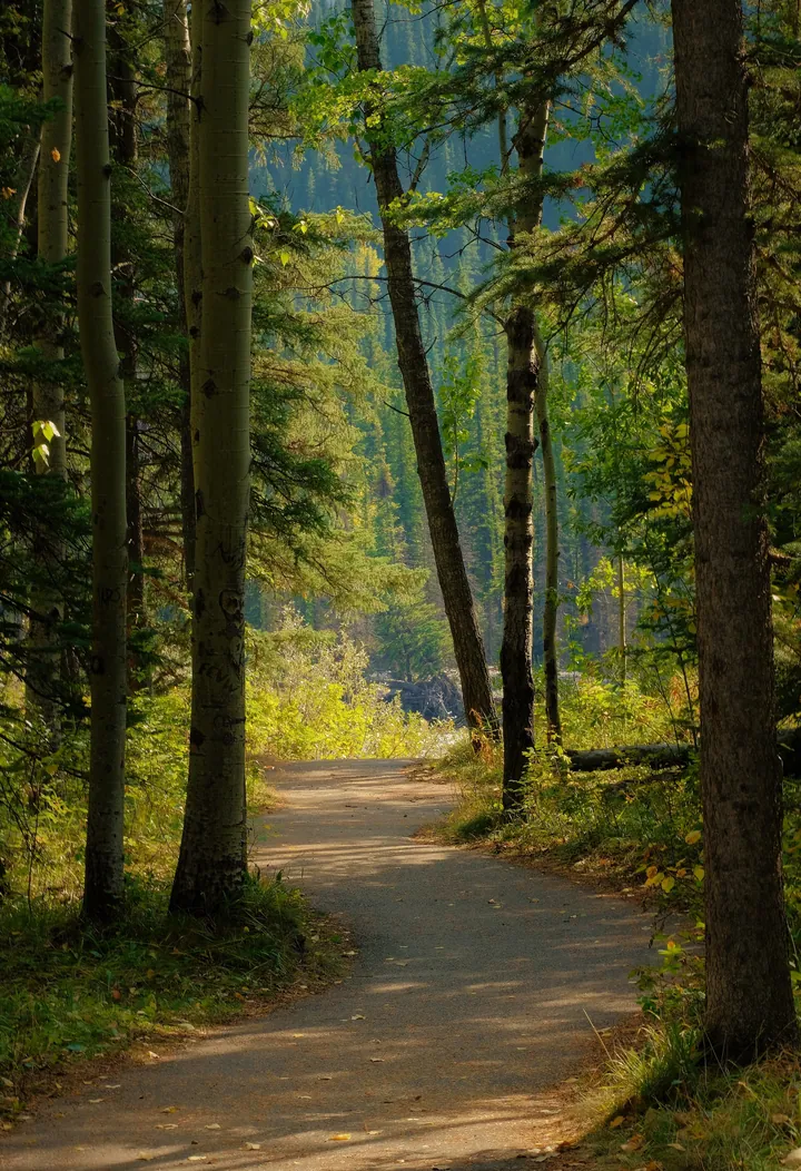 A dirt road winding through a forest of tall trees, with lush green grass and plants on either side
