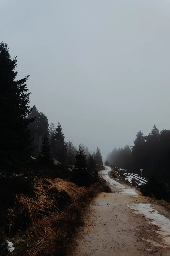 A dirt road winding through a foggy forest, with snow on the ground and trees on either side