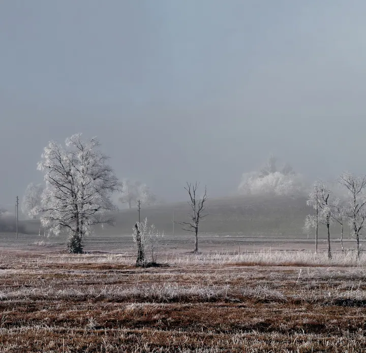 Snowy Field With Silhouetted Trees — original wallpaper