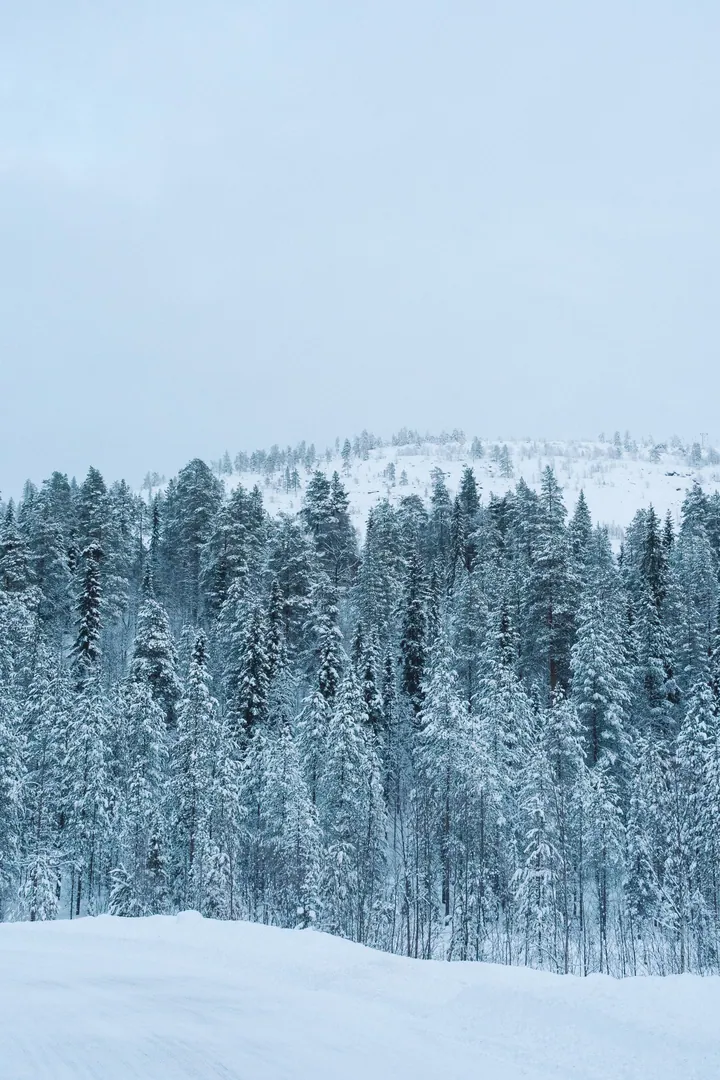 A snow covered forest with trees in the foreground and a hill in the background