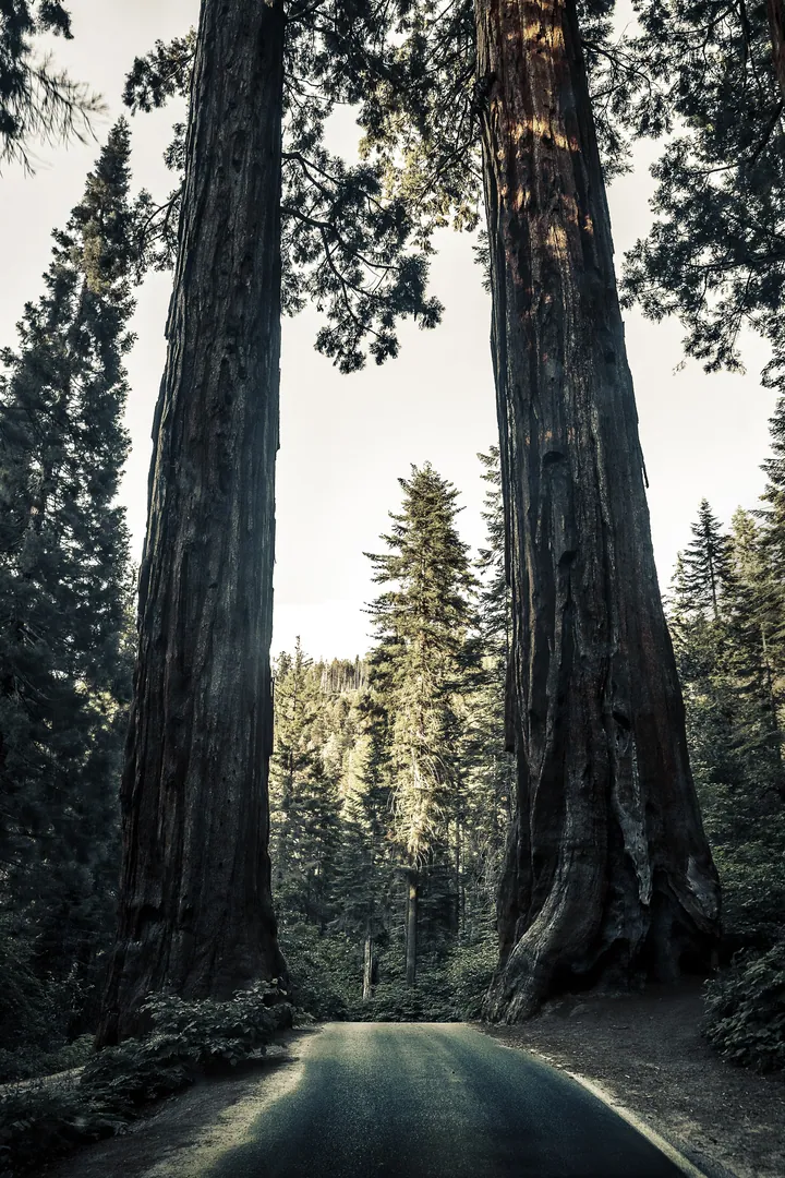 Sunlit Sequoia Road Winding Through Forest wallpapers