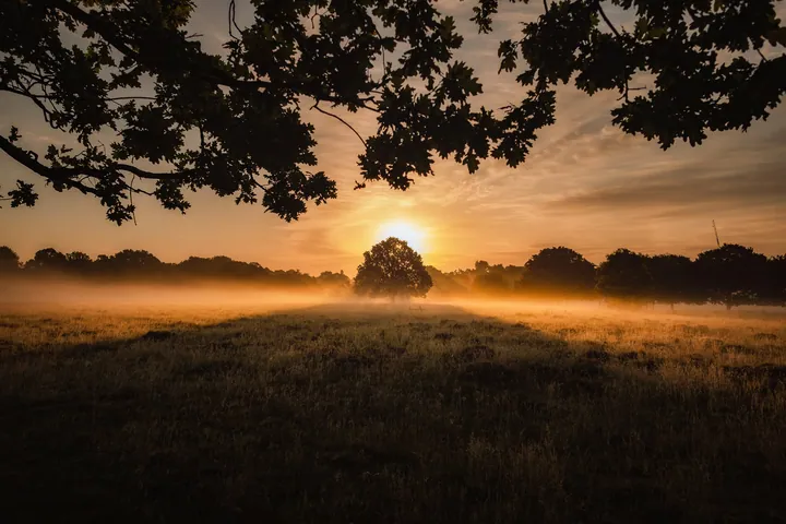 Sunset Fog Tree Landscape Preview — original wallpaper