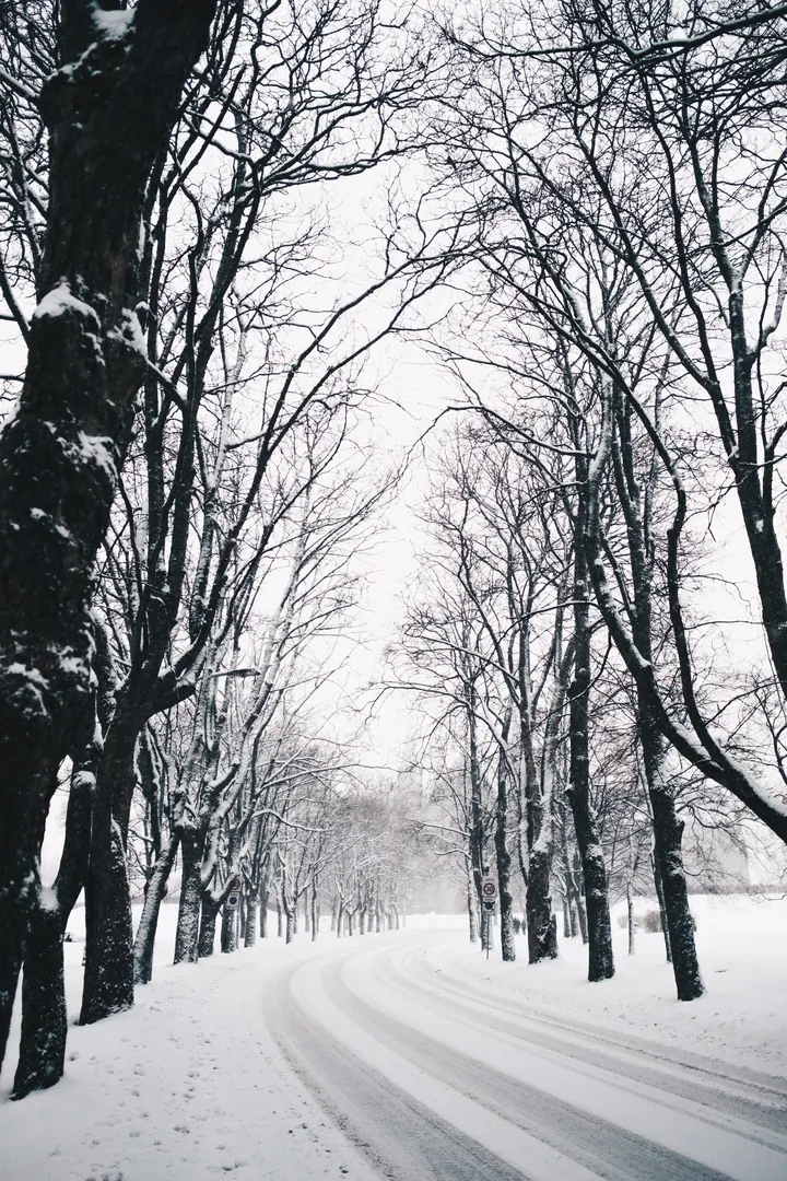 Snowy Road Turn Among Bare Trees — original wallpaper