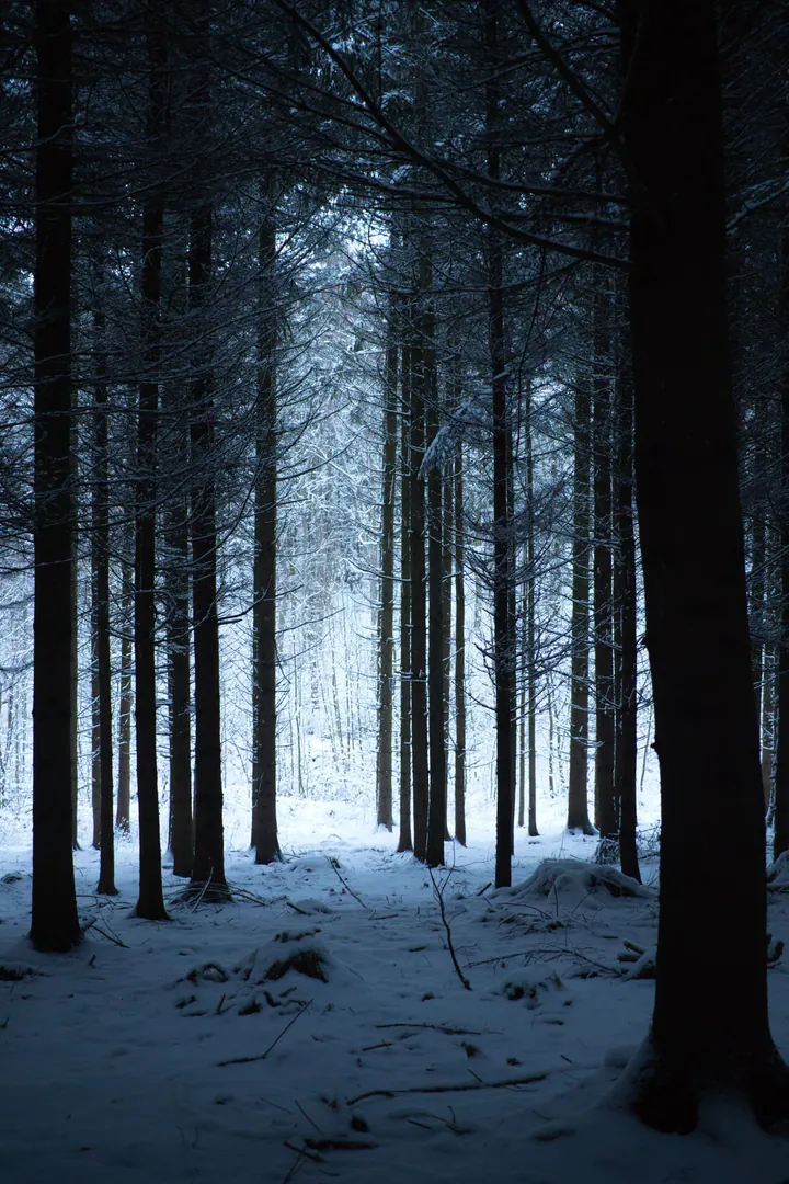Snow-Covered Forest Trees In Winter — original wallpaper