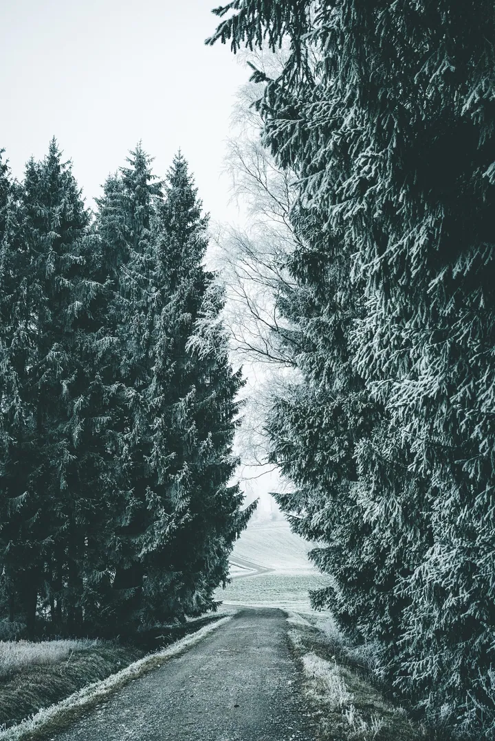 Snowy Forest Road In Winter Light — original wallpaper