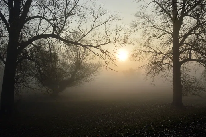 Foggy Forest Branches Sunlit Dawn wallpapers