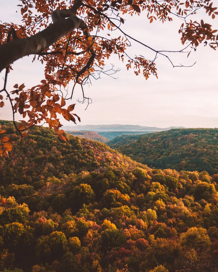 Aerial Forest View Autumn Colors — original wallpaper