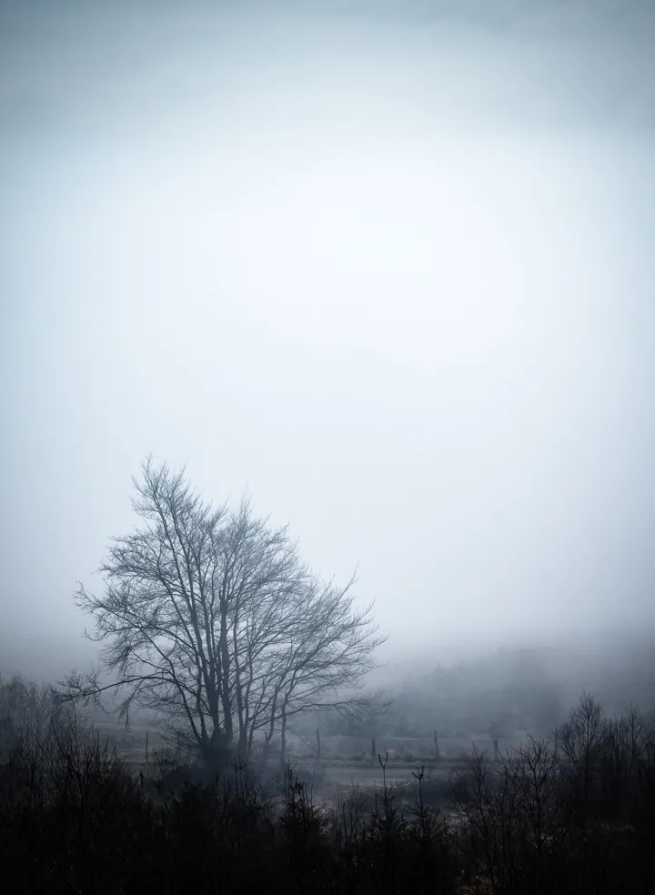 Lone Tree In Foggy Field Under Cloudy Sky wallpapers