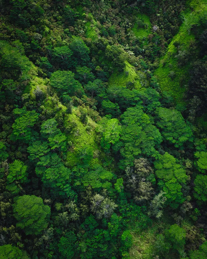An aerial view of a lush green forest, with tall trees of various sizes and shapes