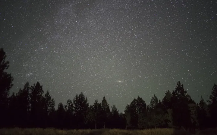 Starry Night Sky Over Dark Trees — original wallpaper