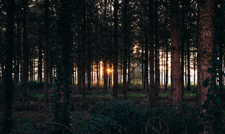 Forest Evening Sunbeams Through Lush Trees — original wallpaper