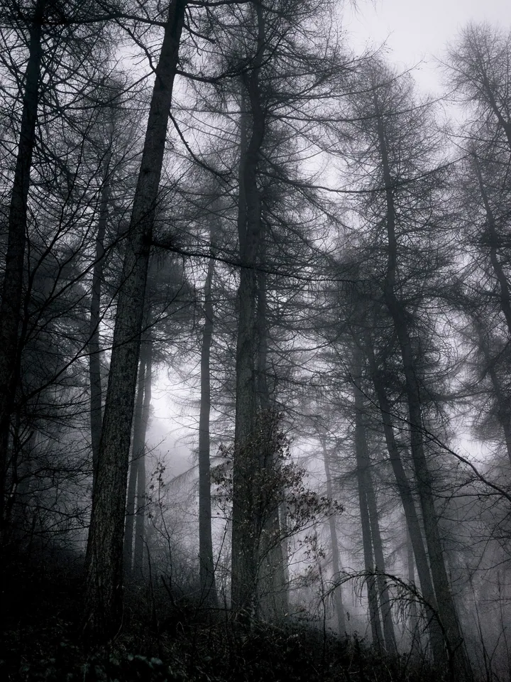 A black and white photo of a foggy forest with tall trees and plants at the bottom