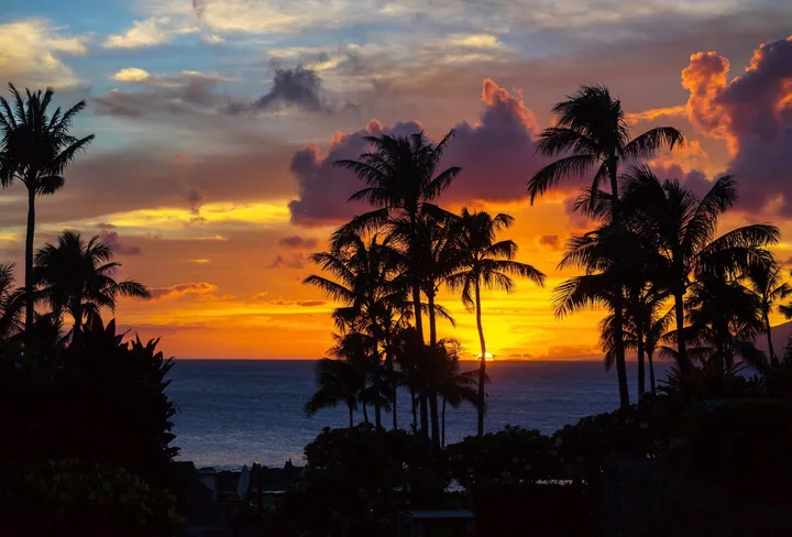 A beautiful sunset over the ocean with palm trees in the foreground