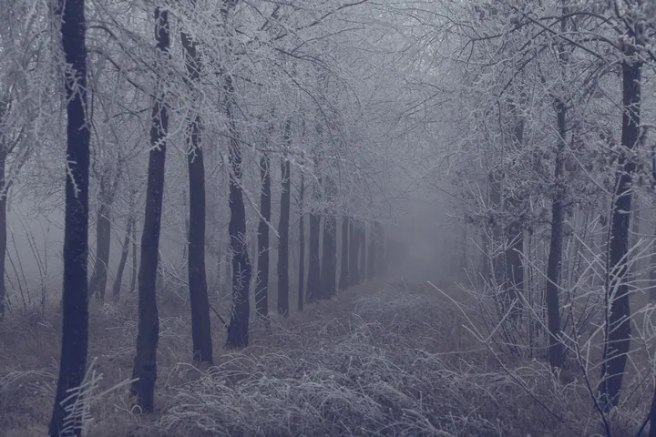 Fog Forest Frost Path Through Trees wallpapers