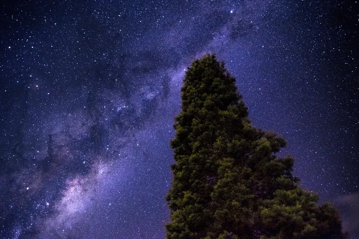 A tree in the foreground with the night sky filled with stars and the Milky Way in the background