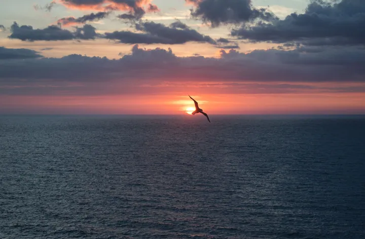 Soaring Bird Over Sunset Ocean wallpapers