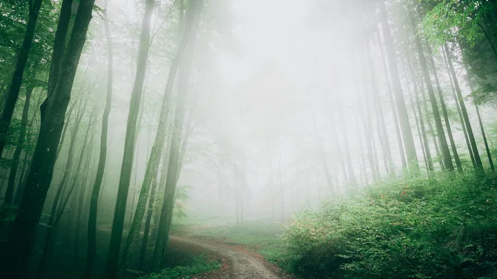 Forest Path Shrouded In White Fog — original wallpaper