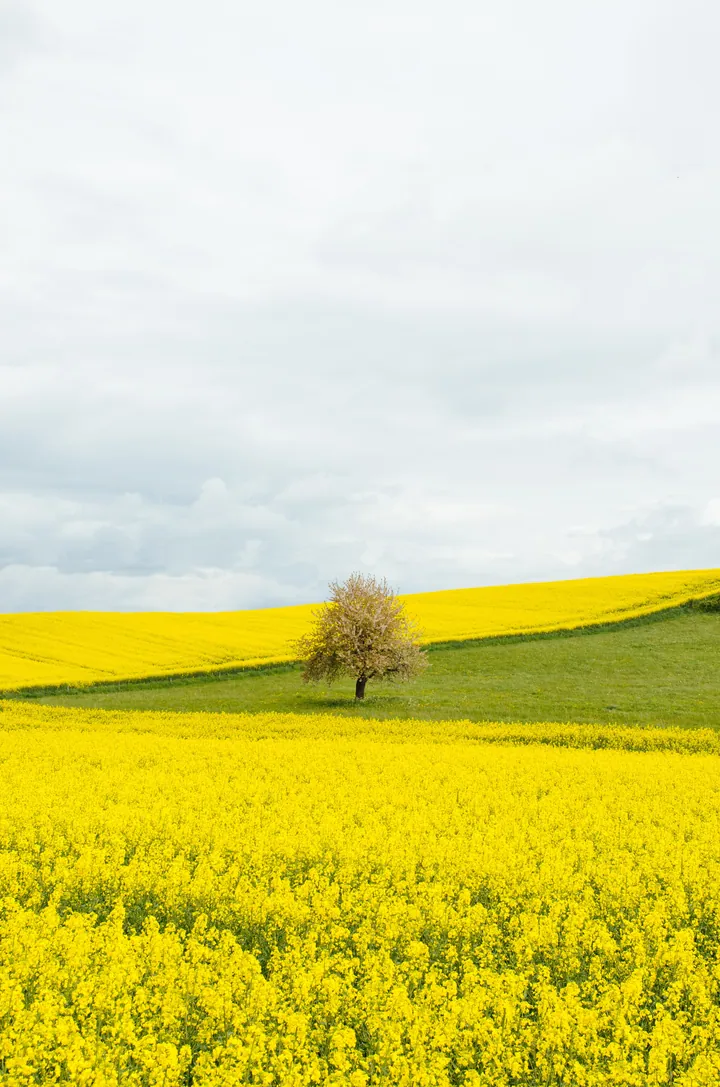 Lone Tree Amidst Yellow Rapeseed Field wallpapers