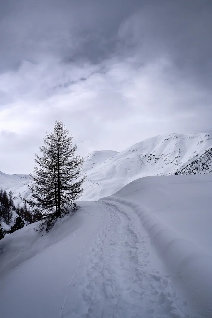Snowy Mountain Path With Lone Larch wallpapers