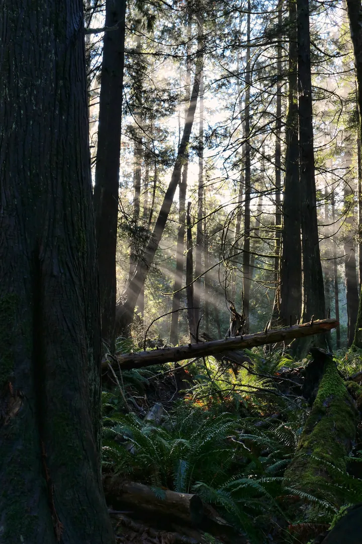 Sunbeams Illuminating Ferns In Forest wallpapers