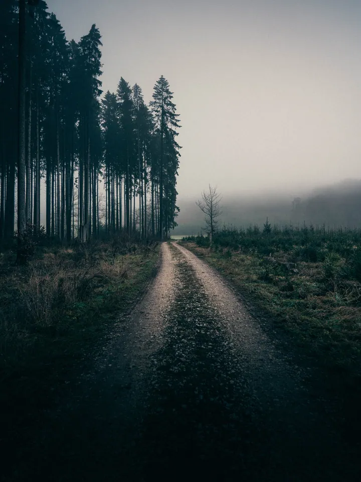 Foggy Dirt Road Through Forest Trees wallpapers