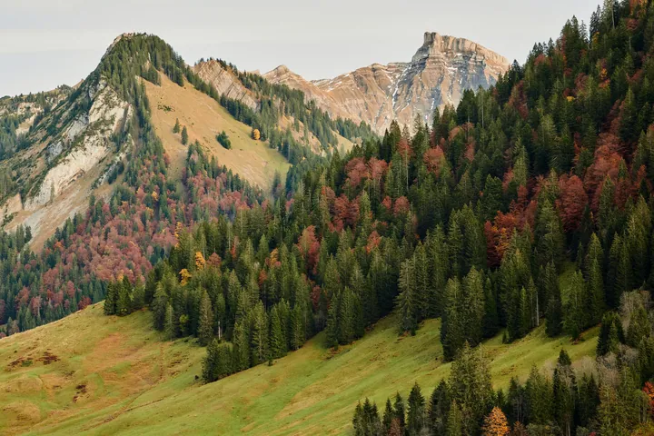 Autumn Mountain Forest Slope With Charcoal Trees wallpapers