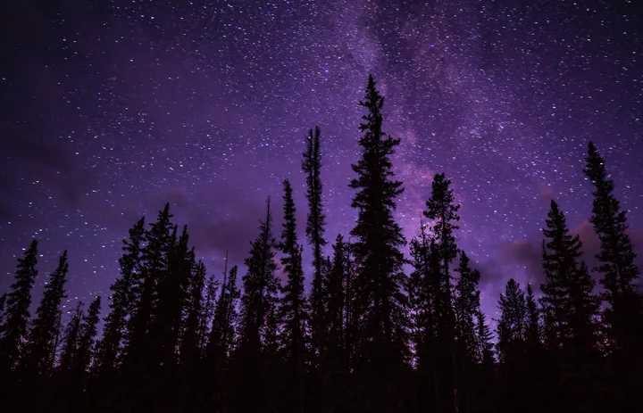 Starry Sky Over Spruce Forest wallpapers