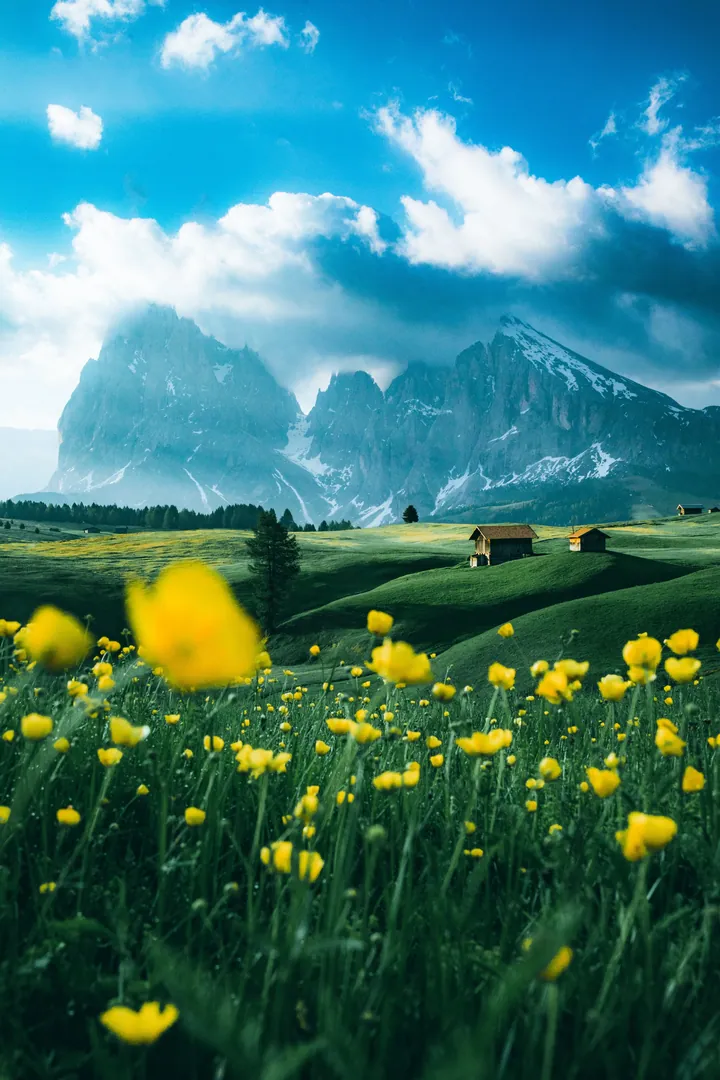 Yellow Poppies Field With Mountain Range wallpapers