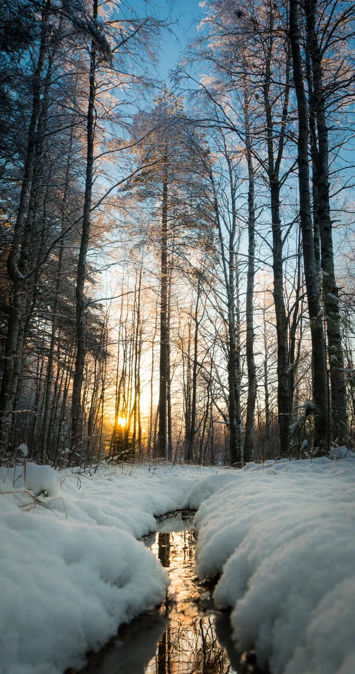 Snowy Forest Stream at Sunset wallpapers