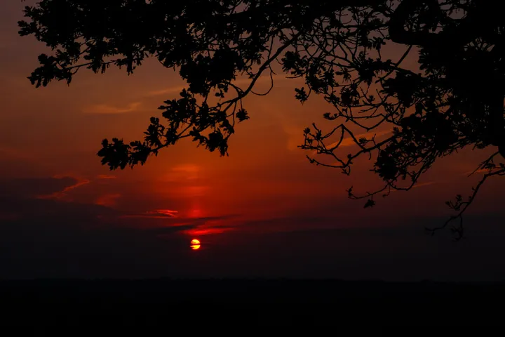 Silhouetted Tree Against Sunset Horizon wallpapers