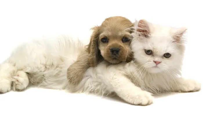animals, dog, cat wallpapers