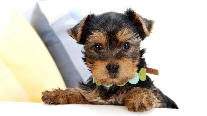 animals, puppy wallpapers