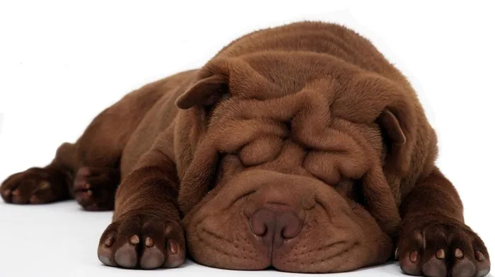animals, sleeping, puppy wallpapers