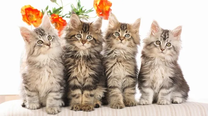 kittens, animals, flowers wallpapers