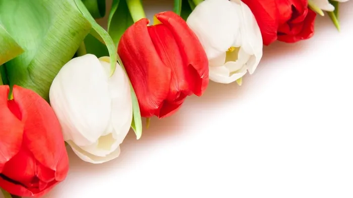 white, red, flowers wallpapers
