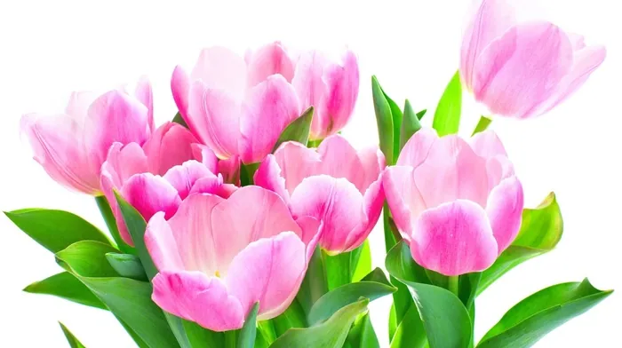flowers, tulips wallpapers
