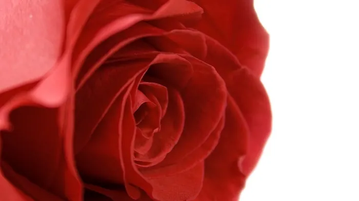 flowers wallpapers
