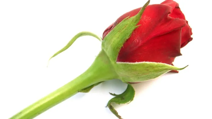 flowers wallpapers