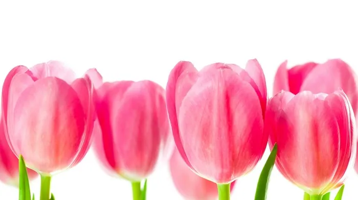 flowers wallpapers