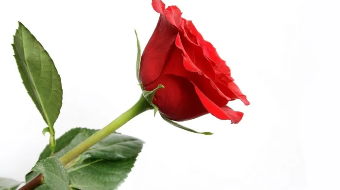 rose, flowers wallpapers