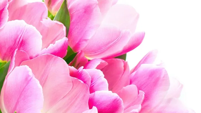 flowers, tulips wallpapers