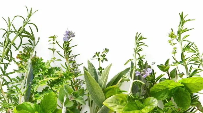plants, flowers, greenery wallpapers