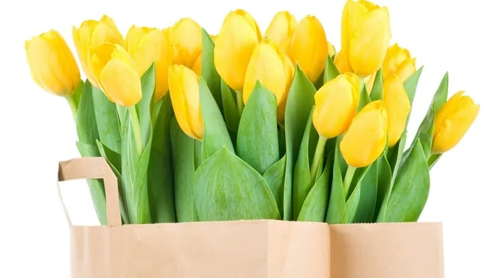 flowers wallpapers