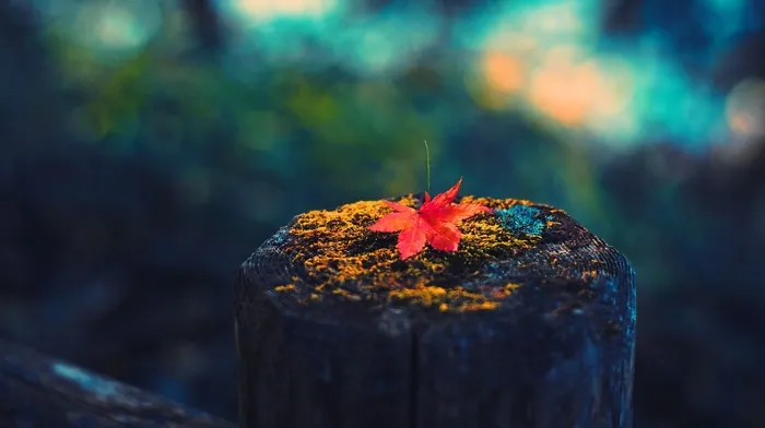 leaves, fall, colorful wallpapers