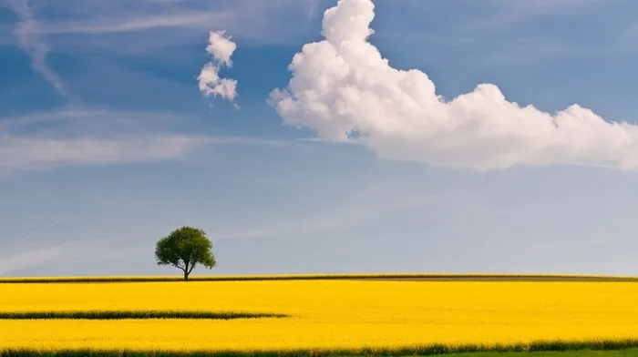 clouds, trees, landscape wallpapers