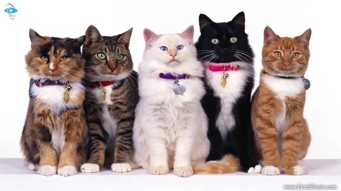 redhead, animals wallpapers