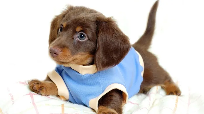 animals, puppy wallpapers