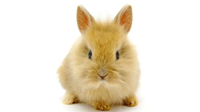 animals wallpapers